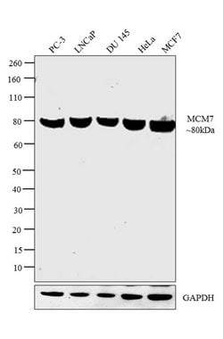 MCM7 Monoclonal Antibody (47DC141 (DCS-141)), Invitrogen 500 &mu;L; Unconjugated:Antibodies,