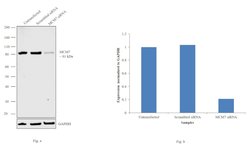 MCM7 Monoclonal Antibody (47DC141 (DCS-141)), Invitrogen 500 &mu;L; Unconjugated:Antibodies,