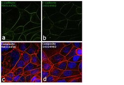 E-cadherin Monoclonal Antibody (EP700Y), Invitrogen 1 mL; Unconjugated:Antibodies,