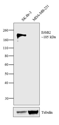Invitrogen ErbB2 (HER-2) Recombinant Rabbit Monoclonal Antibody (SP3) 500 &mu;L | Buy Online | Invitrogen&trade; | Fisher Scientific
