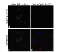 Invitrogen Cyclin D1 Recombinant Rabbit Monoclonal Antibody (SP4) 500 &mu;L;