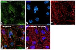 Invitrogen Cyclin D1 Recombinant Rabbit Monoclonal Antibody (SP4) 500 &mu;L;