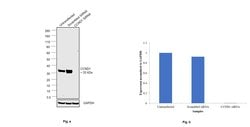 Invitrogen Cyclin D1 Recombinant Rabbit Monoclonal Antibody (SP4) 500 &mu;L;