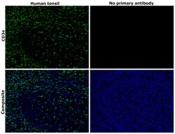 CD3e Monoclonal Antibody (SP7), Invitrogen 500 &mu;L | Buy Online | Thermo Scientific | Fisher Scientific