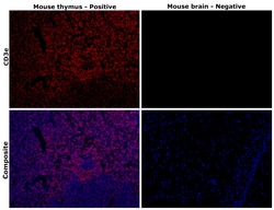 CD3e Monoclonal Antibody (SP7), Invitrogen 500 &mu;L | Buy Online | Thermo Scientific | Fisher Scientific