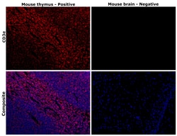 CD3e Monoclonal Antibody (SP7), Invitrogen 500 &mu;L | Buy Online | Thermo Scientific | Fisher Scientific