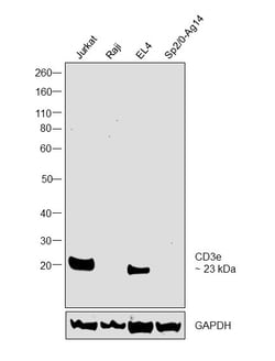 CD3e Monoclonal Antibody (SP7), Invitrogen 500 &mu;L | Buy Online | Thermo Scientific | Fisher Scientific
