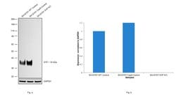 Invitrogen Synaptophysin Monoclonal Antibody (SP11) 500 &mu;L; Unconjugated:Antibodies,