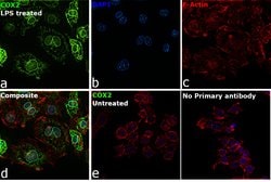 Invitrogen COX2 Monoclonal Antibody (SP21) 500 &mu;L | Buy Online | Invitrogen&trade; | Fisher Scientific