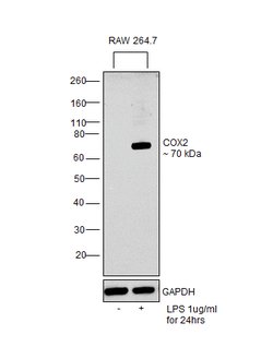 Invitrogen COX2 Monoclonal Antibody (SP21) 500 &mu;L | Buy Online | Invitrogen&trade; | Fisher Scientific