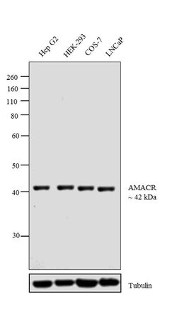 AMACR Monoclonal Antibody (13H4), Invitrogen 500 &mu;L; Unconjugated:Antibodies,