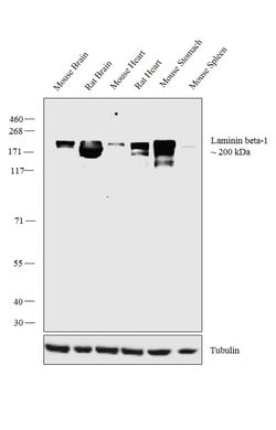 Laminin beta-1 Monoclonal Antibody (LT3), Invitrogen 500 &mu;L; Unconjugated:Antibodies,