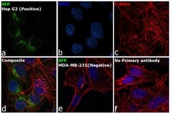 Invitrogen AFP Monoclonal Antibody (F1-6P2A8-P2B9A9) 100 &mu;g; Unconjugated:Antibodies,