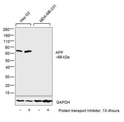 Invitrogen AFP Monoclonal Antibody (F1-6P2A8-P2B9A9) 100 &mu;g; Unconjugated:Antibodies,