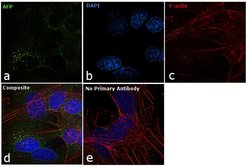 Invitrogen AFP Monoclonal Antibody (P5B8) 100 &mu;g; Unconjugated:Antibodies,