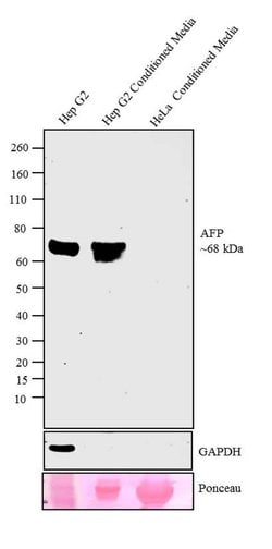 Invitrogen AFP Monoclonal Antibody (P5B8) 100 &mu;g; Unconjugated:Antibodies,