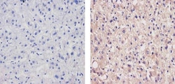 Invitrogen Apolipoprotein B Monoclonal Antibody (F2C3) 100 &mu;g; Unconjugated:Antibodies,