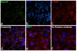 Invitrogen™ Ferritin Monoclonal Antibody (513C10)