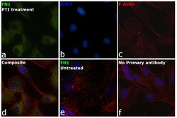Invitrogen Fibronectin Monoclonal Antibody (3F12) 100 &mu;g; Unconjugated:Antibodies,