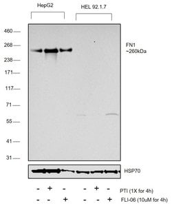 Invitrogen Fibronectin Monoclonal Antibody (3F12) 100 &mu;g; Unconjugated:Antibodies,
