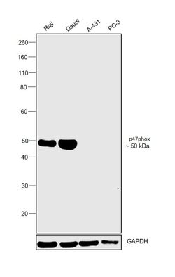 Invitrogen p47phox Monoclonal Antibody (G.207.2) 100 &mu;L; Unconjugated:Antibodies,