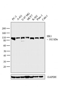 Invitrogen HK1 Monoclonal Antibody (R.457.3) 100 μL; Unconjugated:Antibodies,
