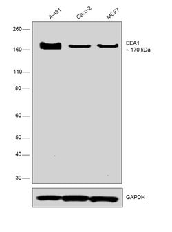 Invitrogen EEA1 Monoclonal Antibody (F.43.1) 100 &mu;L; Unconjugated:Antibodies,