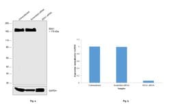 Invitrogen EEA1 Monoclonal Antibody (F.43.1) 100 &mu;L; Unconjugated:Antibodies,