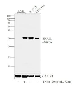Invitrogen SNAIL Monoclonal Antibody (F.31.8) 100 &mu;L; Unconjugated:Antibodies,