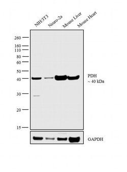 Invitrogen PDHA1 Monoclonal Antibody (S.975.6) 100 &mu;L; Unconjugated:Antibodies,