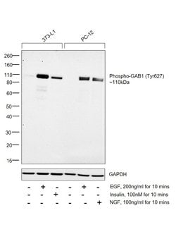 Invitrogen Phospho-GAB1 (Tyr627) Monoclonal Antibody (T.921.2) 100 &mu;L;