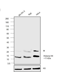 Invitrogen Histone H4 Monoclonal Antibody (S.99.5) 100 &mu;L; Unconjugated:Antibodies,