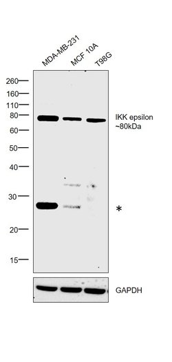 Invitrogen IKK epsilon Monoclonal Antibody (T.546.3) 100 &mu;L; Unconjugated:Antibodies,