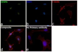 Invitrogen CENPA Monoclonal Antibody (H.577.2) 100 &mu;L; Unconjugated:Antibodies,