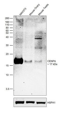 Invitrogen CENPA Monoclonal Antibody (H.577.2) 100 &mu;L; Unconjugated:Antibodies,