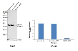 Invitrogen CENPA Monoclonal Antibody (H.577.2) 100 &mu;L; Unconjugated:Antibodies,