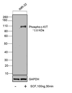 Invitrogen Phospho-c-Kit (Tyr703) Monoclonal Antibody (G.813.2) 100 &mu;L;