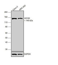 Invitrogen AS160 Monoclonal Antibody (G.853.7) 100 &mu;L; Unconjugated:Antibodies,
