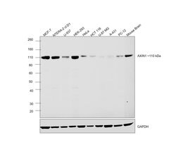 Invitrogen AXIN1 Monoclonal Antibody (K.53.7) 100 &mu;L; Unconjugated:Antikörper