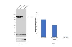 Invitrogen AXIN1 Monoclonal Antibody (K.53.7) 100 &mu;L; Unconjugated:Antikörper