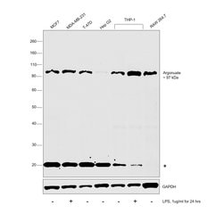 Invitrogen AGO2 Monoclonal Antibody (R.386.2) 100 &mu;L; Unconjugated:Antibodies,