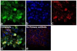 Invitrogen Lyn Monoclonal Antibody (C.486.8) 100 &mu;L; Unconjugated:Antibodies,