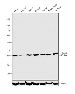 Invitrogen HSP40 Monoclonal Antibody (G.779.5) 100 &mu;L; Unconjugated:Antibodies,
