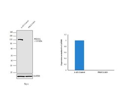 Invitrogen PIK3CA Monoclonal Antibody (H.843.0) 100 &mu;L; Unconjugated:Antibodies,