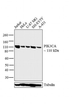 Invitrogen PIK3CA Monoclonal Antibody (H.843.0) 100 &mu;L; Unconjugated:Antibodies,