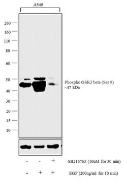 Invitrogen Phospho-GSK3B (Ser9) Monoclonal Antibody (C.367.3) 100 &mu;L;
