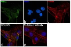Invitrogen PKC lambda/iota Monoclonal Antibody (F.699.5) 100 &mu;L; Unconjugated:Antibodies,
