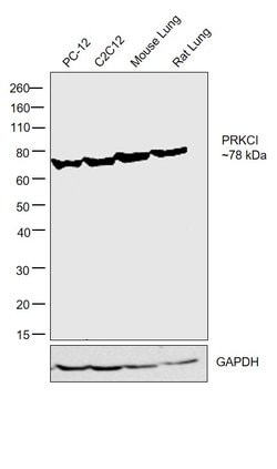 Invitrogen PKC lambda/iota Monoclonal Antibody (F.699.5) 100 &mu;L; Unconjugated:Antibodies,