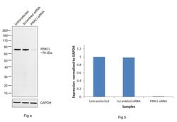 Invitrogen PKC lambda/iota Monoclonal Antibody (F.699.5) 100 &mu;L; Unconjugated:Antibodies,