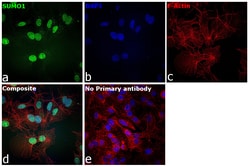 Invitrogen SUMO1 Monoclonal Antibody (T.243.0) 100 &mu;L; Unconjugated:Antibodies,